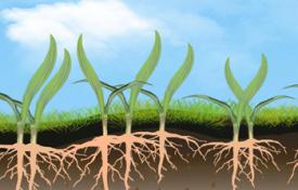 黃淮海夏玉米銹病科普視頻制作